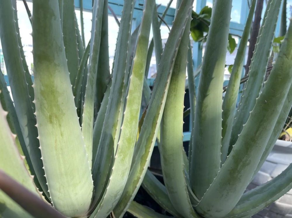 Liệu pháp điều trị Alzheimer mới từ hợp chất trong cây nha đam